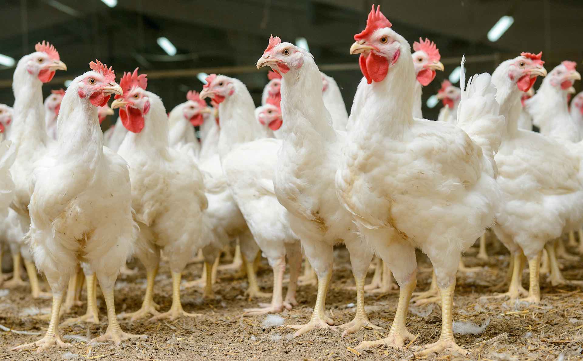 Bird flu outbreak reported on a small farm in South Africa